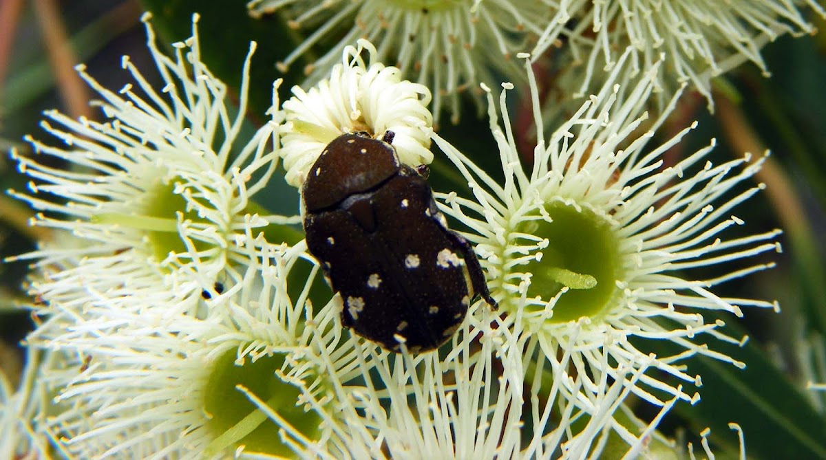 Brown Flower Beetle Project Noah