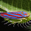 Candy-Striped Leafhopper