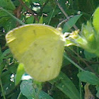 Common Grass yellow