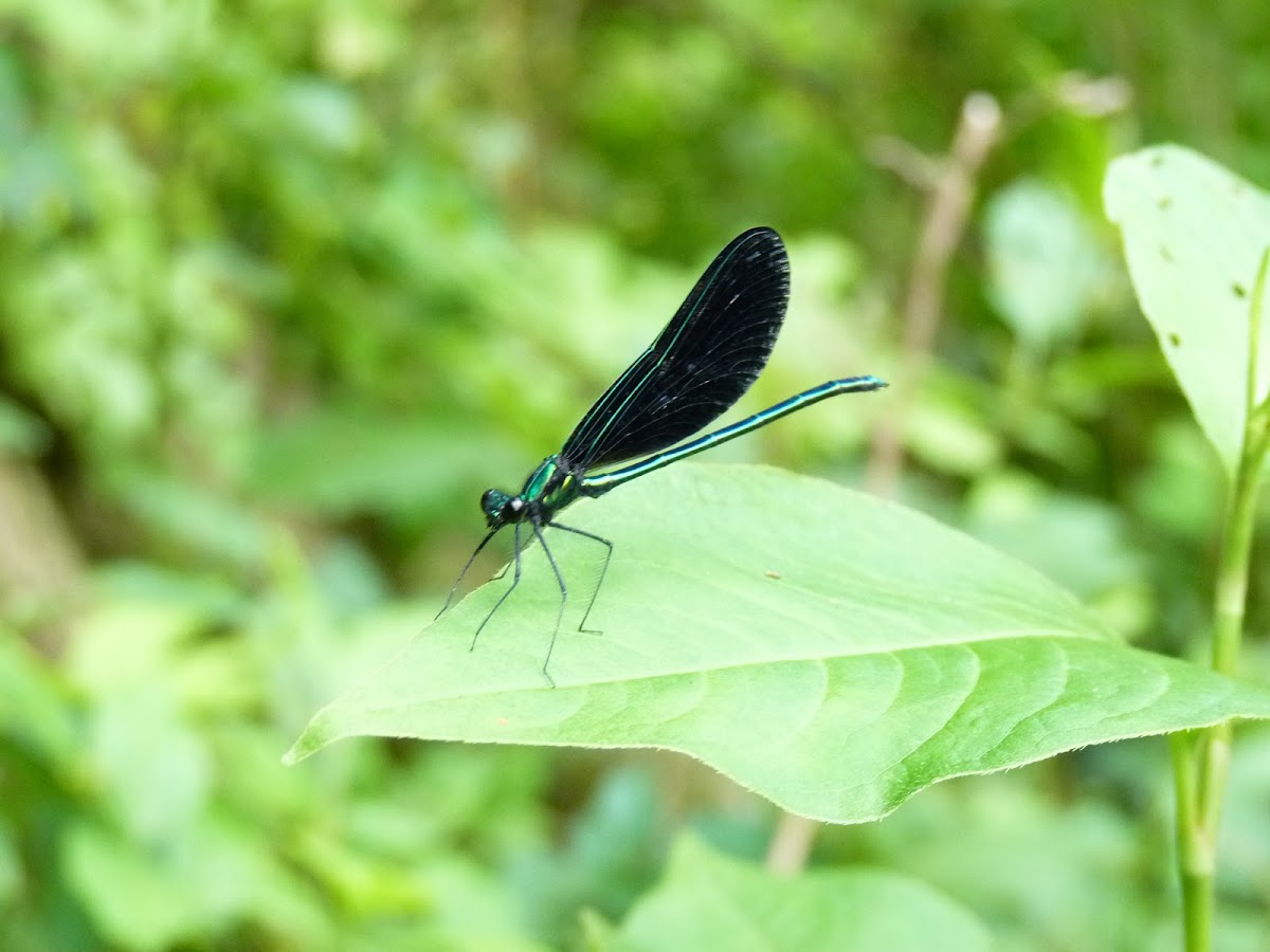 Ebony Jewelwing