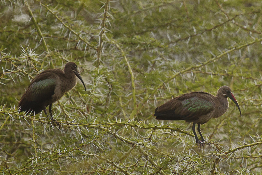 Olive ibises couple