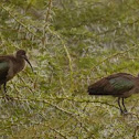 Olive ibises couple