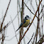 Blue Tit