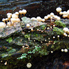 Horsehair Mushrooms