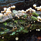Horsehair Mushrooms