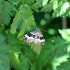 Common carpet moth