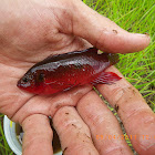 African Jewelfish