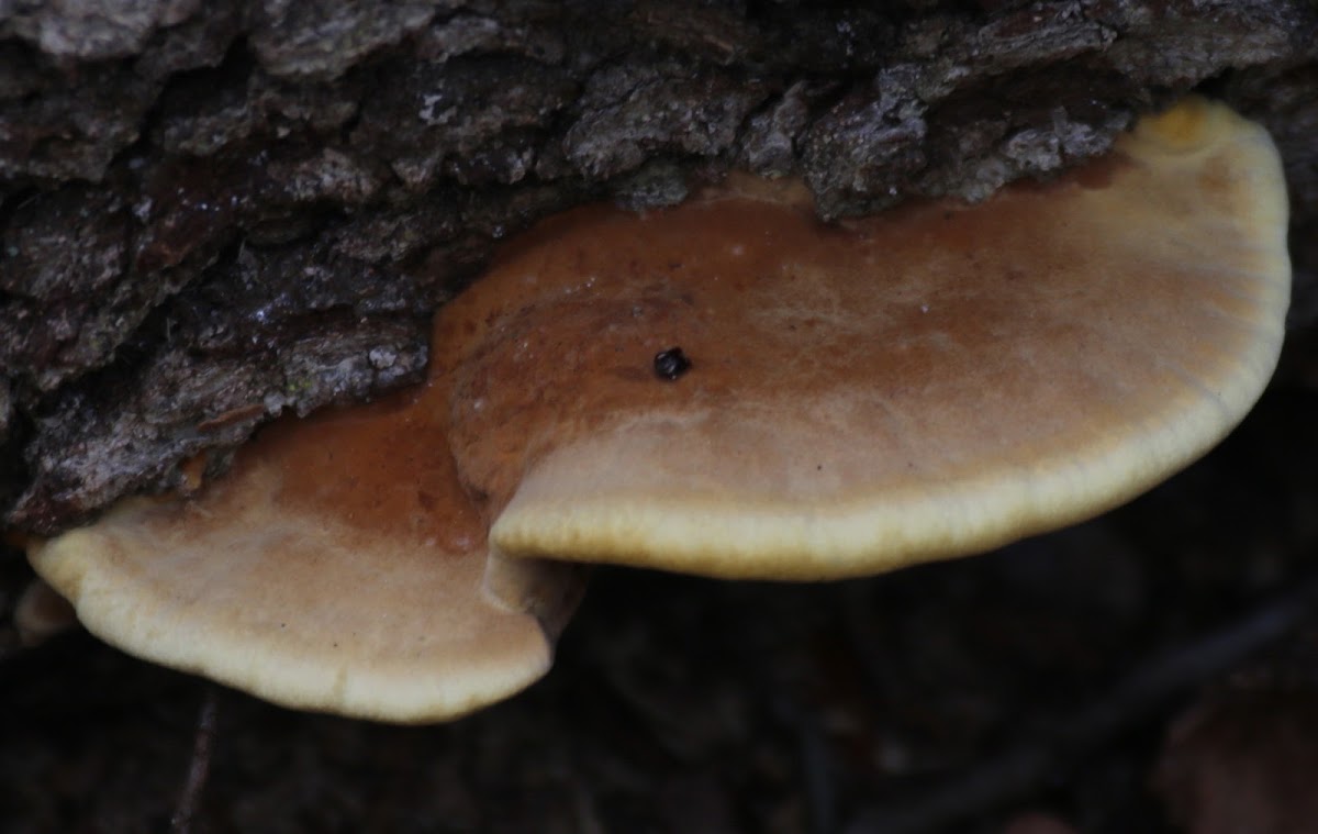 Brown Shelf Fungus