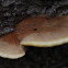 Brown Shelf Fungus