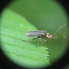 Soldier Beetle - Firefly mimic