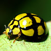 Netty Ladybird Beetle