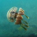 Lagoon Jellyfish