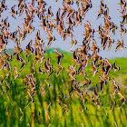 Black-tailed Godwit