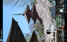 千葉県 法華経寺と桜(JP040)のおすすめ画像3