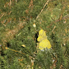 Dog vomit slime mould