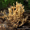 Coral Mushroom