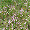 Meadow Pinks, Prairie Rose-gentian, Texas Star