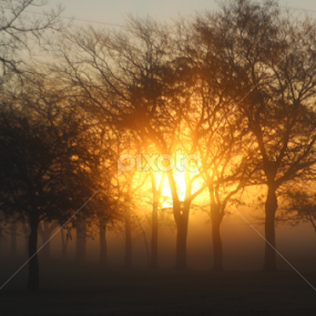 Sun peeking through the trees by Linda Poessnecker - Nature Up Close Trees & Bushes