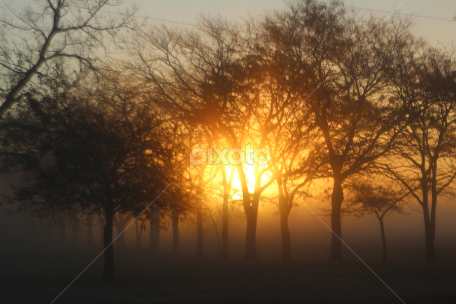 Sun peeking through the trees by Linda Poessnecker - Nature Up Close Trees & Bushes