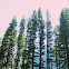 California Insence Cedar 