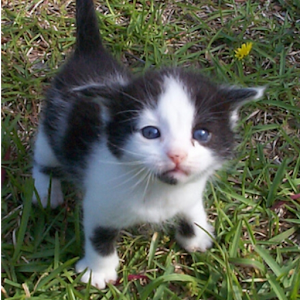 Kittens.apk 1.9