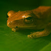 Four-Lined Tree Frog