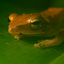 Four-Lined Tree Frog