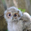 Baby scops owl
