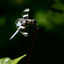 Twelve-spotted skimmer