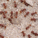 Red harvester ant