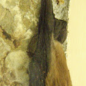 Bat