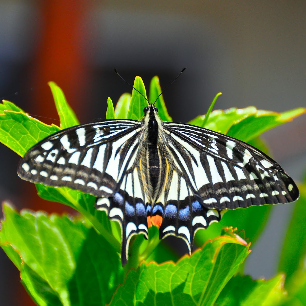 Asian swallowtail