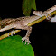 Philippine bent-toed gecko