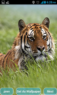 How to install Tigers HD Wallpapers 1.0 apk for bluestacks