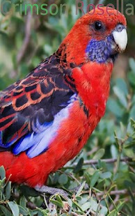 Nice Birds 2 FREE - náhled