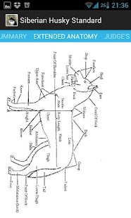 Download Siberian Husky Reference APK for PC