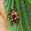 14-spotted Lady Beetle