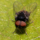 Flat-footed Fly