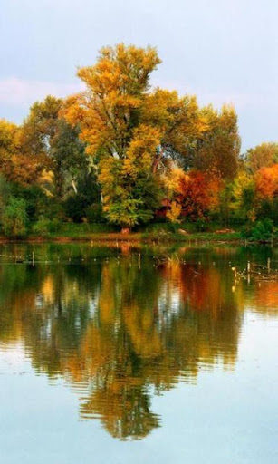 免費娛樂App|300 Autumn Tree Free Pictures|阿達玩APP