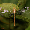 Coral-tailed Cloudwing