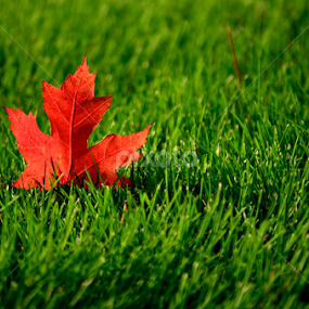 Rise and Shine by Prosenjit Das - Nature Up Close Leaves & Grasses