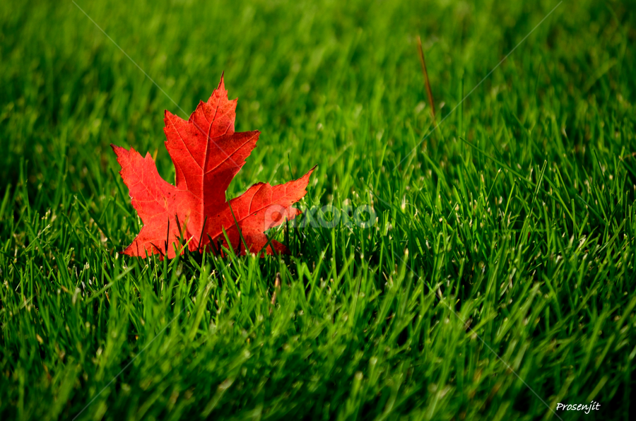 Rise and Shine by Prosenjit Das - Nature Up Close Leaves & Grasses