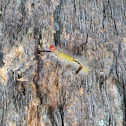 Tussock moth caterpillar