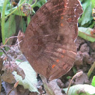 Brown Pansy