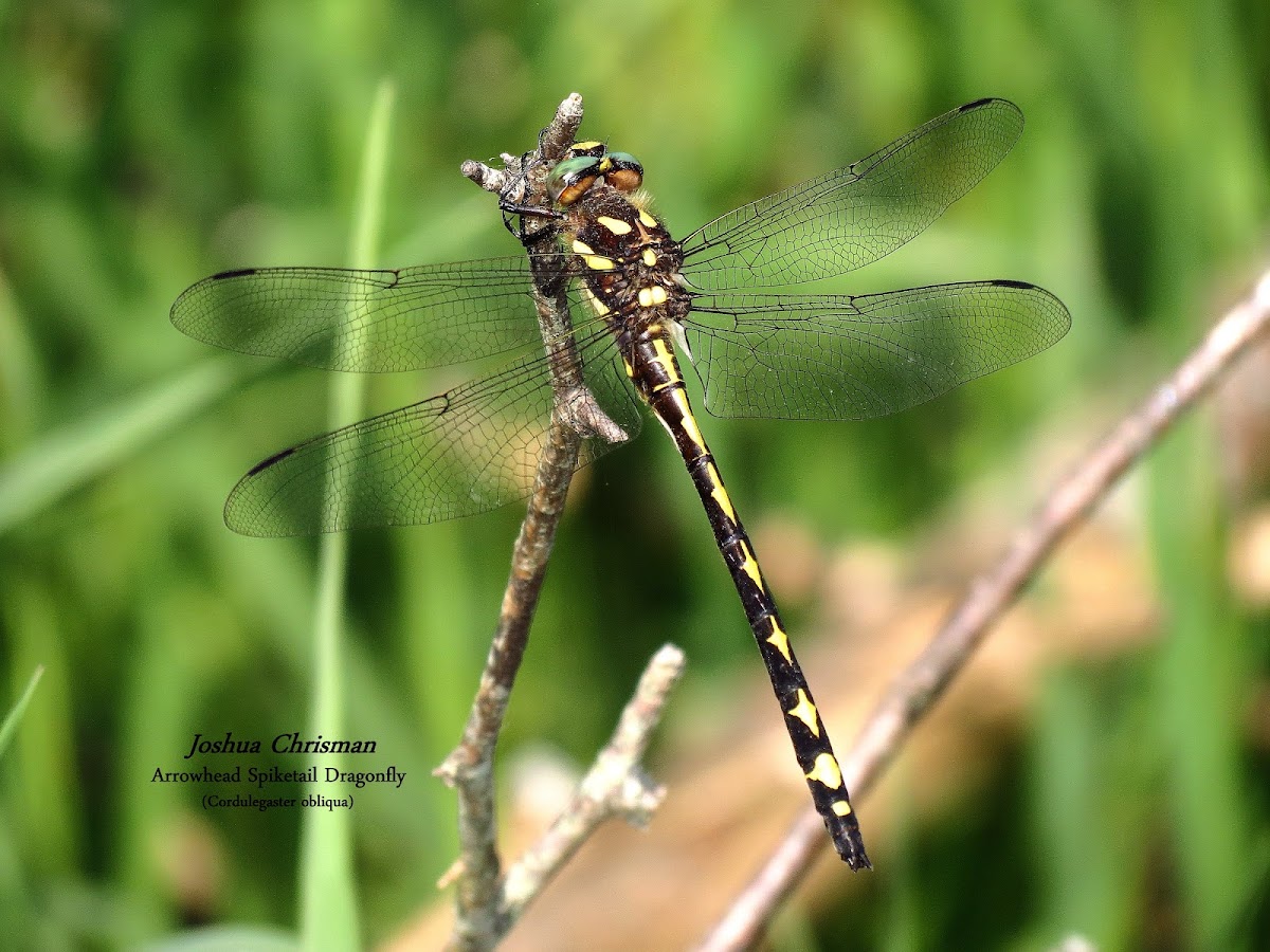 Arrowhead Spiketail Dragonfly