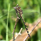 Arrowhead Spiketail Dragonfly