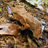 Rã folha (Leaf frog)