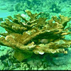 Elkhorn Coral
