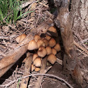 Little Brown Mushrooms