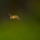 American HoverFly